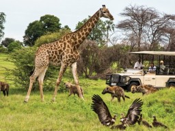 &Beyond Privat Safari - Wildlife from it's best side